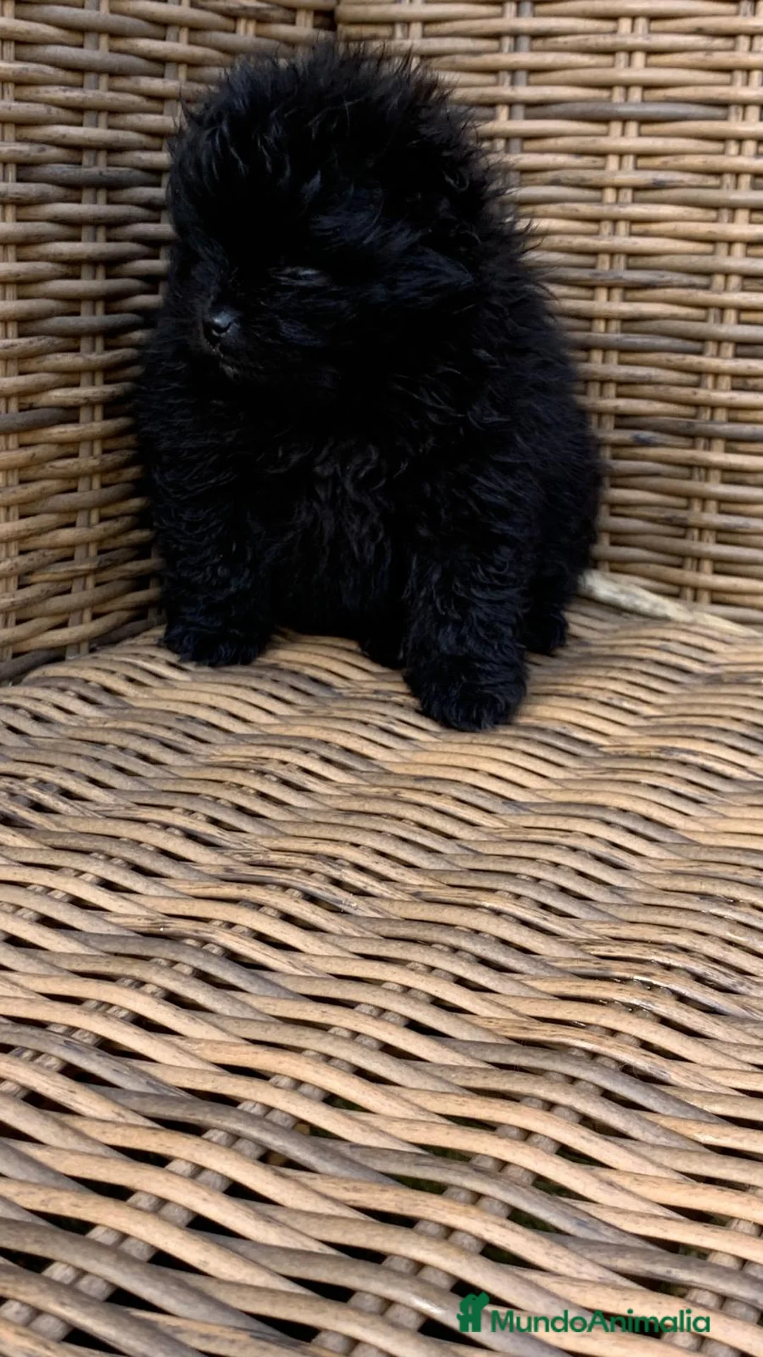 Pomerania perros en venta: Pomerania de capricho en Illes Balears - Anuncio 6