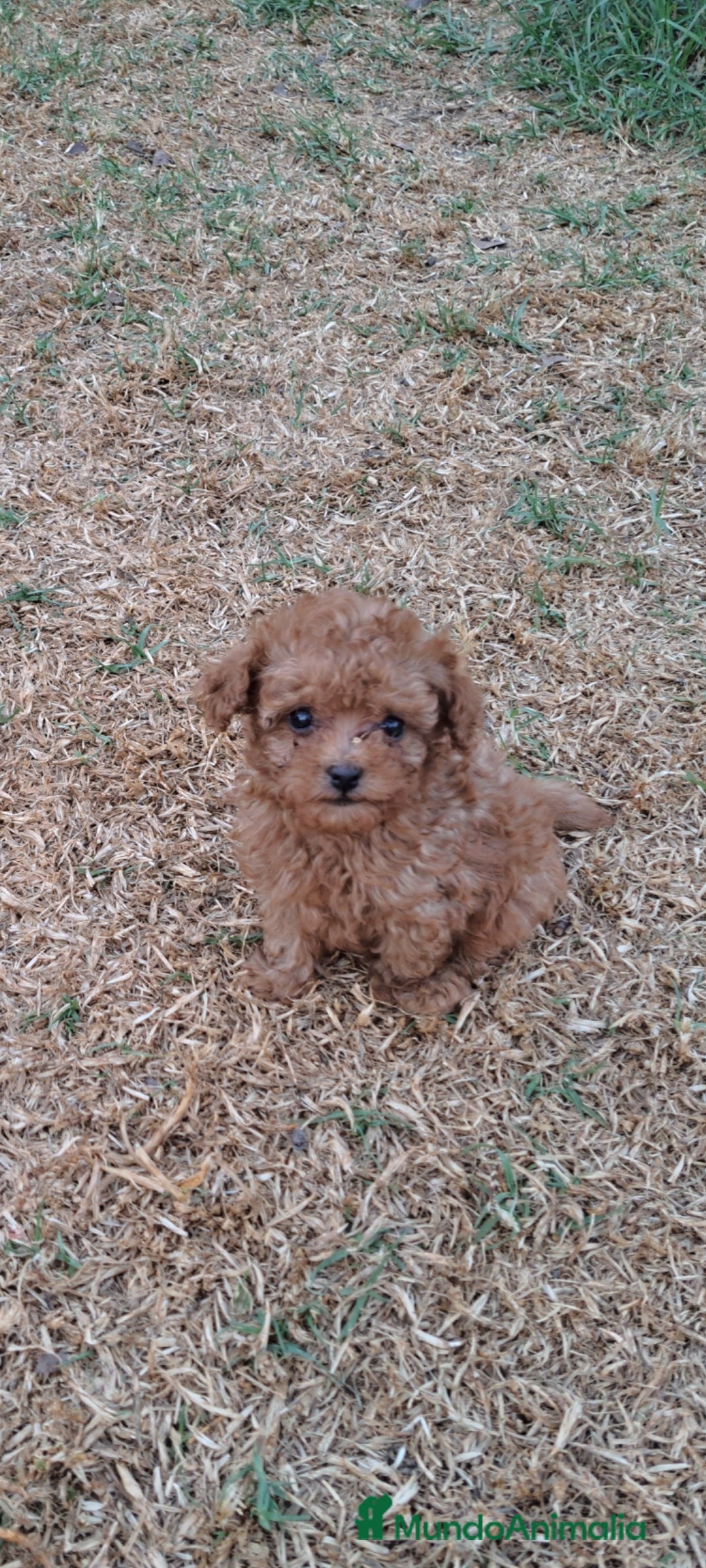 Caniche Enano perros en venta: Cachorros de caniche enanos - Imagen 2