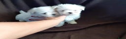 Bichón Maltés perros en venta: Bichón maltés miniatura - Anuncio 2
