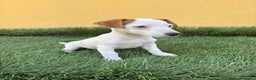 Jack Russell Terrier perros en venta: Hembra de Jack Russell  - Anuncio 9
