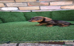 Teckel Miniatura perros en venta: teckel miniatura arlequin - Imagen 5
