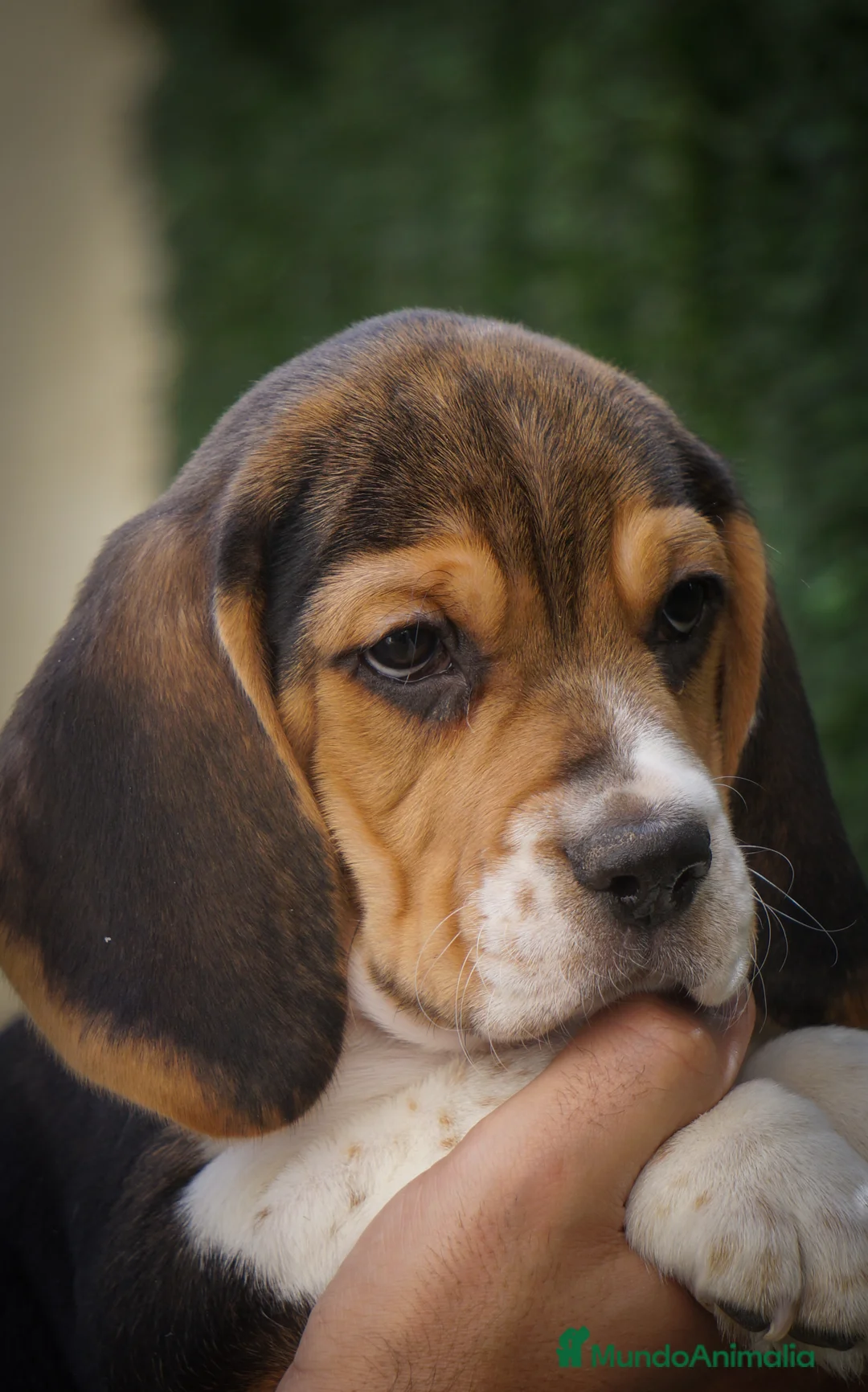 Imagen de galería {{count}}