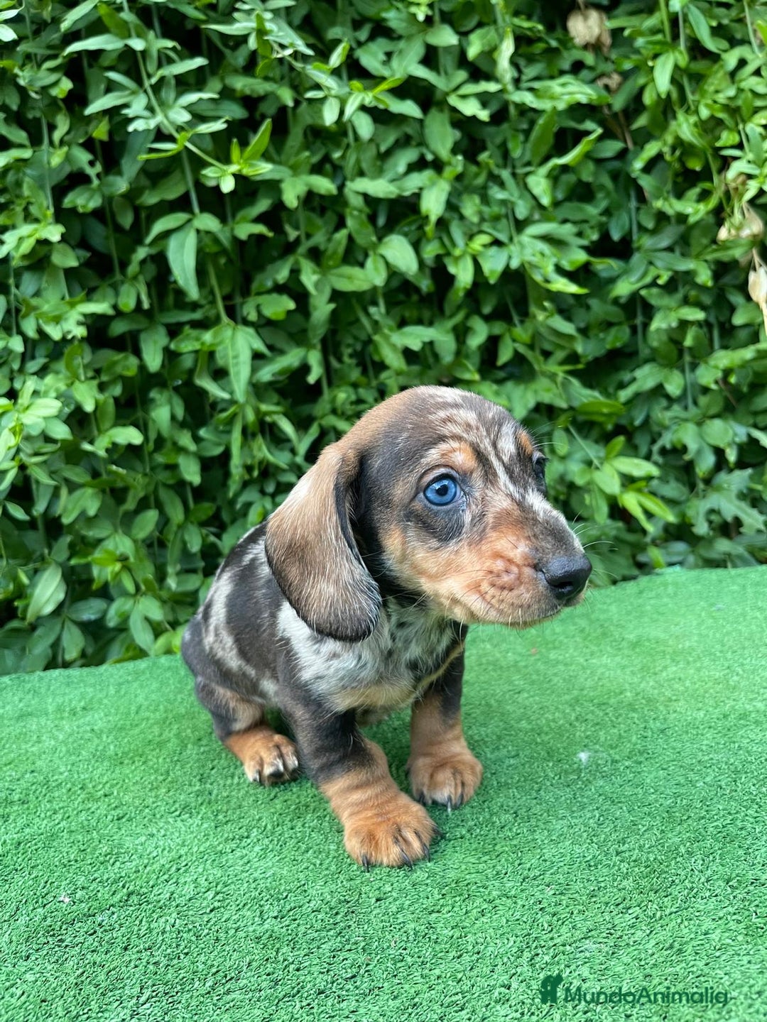 Teckel Miniatura perros en venta: Teckel mini - Anuncio 1