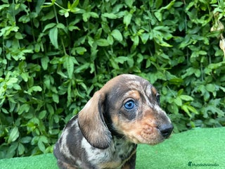 Teckel Miniatura perros Teckel mini - Anuncio 1