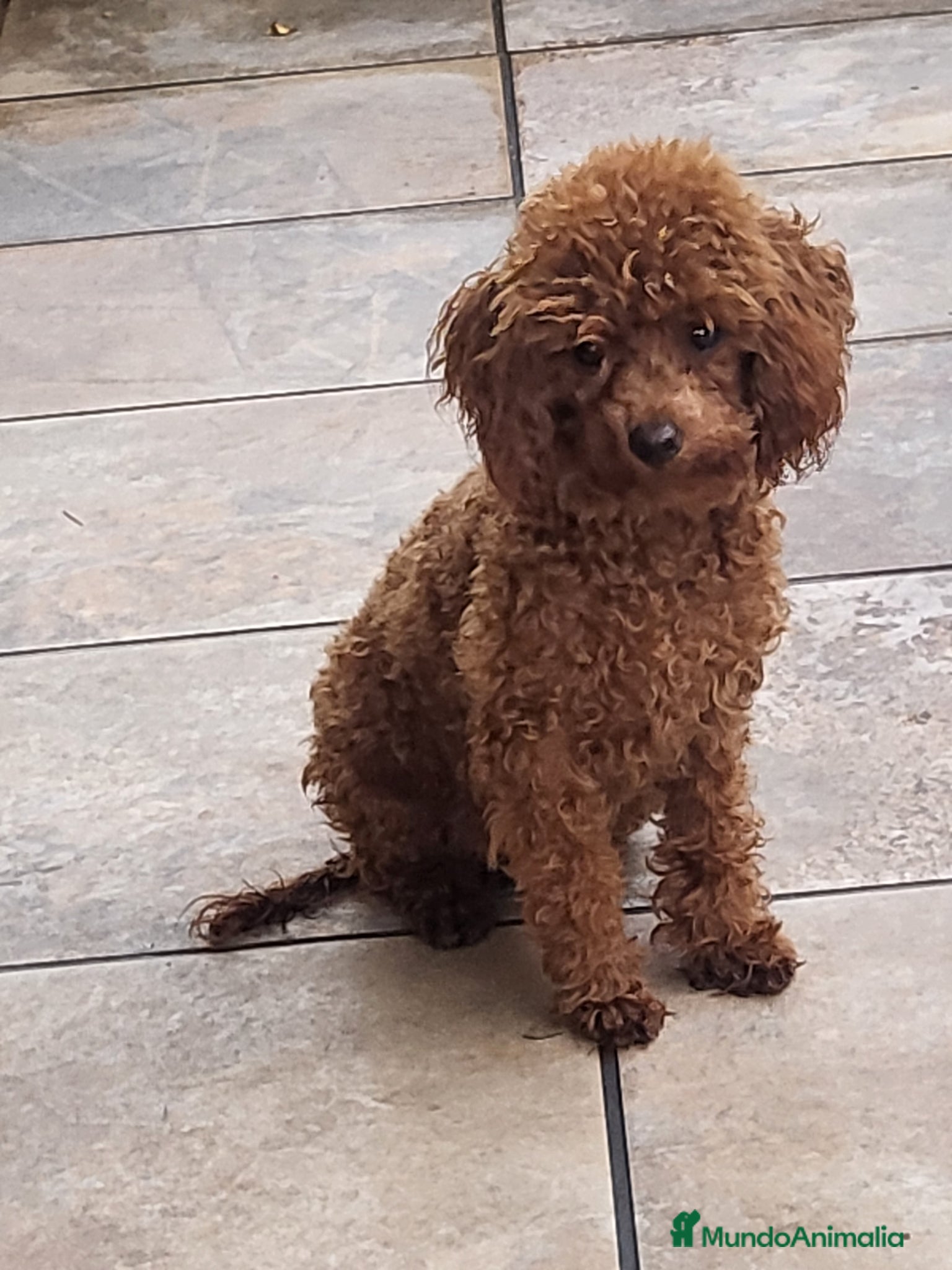 Caniche Toy perros Caniche toy - Anuncio 2