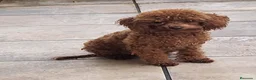 Caniche Toy perros en venta: Caniche toy - Anuncio 1