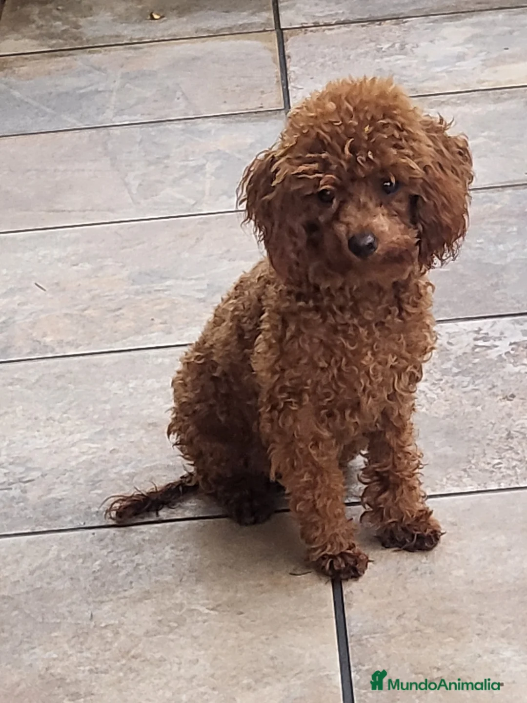 Caniche Toy perros en venta: Caniche toy - Anuncio 1