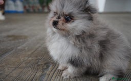 Pomerania perros en venta: 🐾 Roscón, Monk y Prodigy – Pomerania únicos 🐾 - Imagen 5