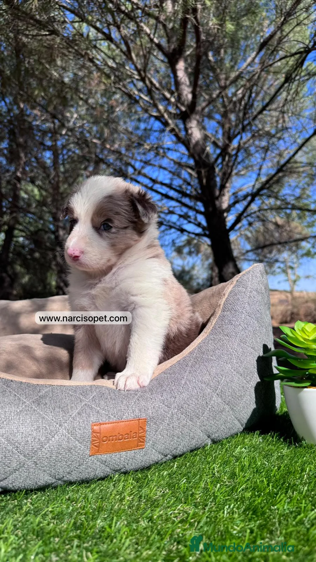 Border Collie perros en venta: BEBE BORDER COLLIE RED MERLE en Asturias - Anuncio 1