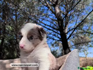Border Collie perros BEBE BORDER COLLIE RED MERLE en Asturias - Anuncio 40