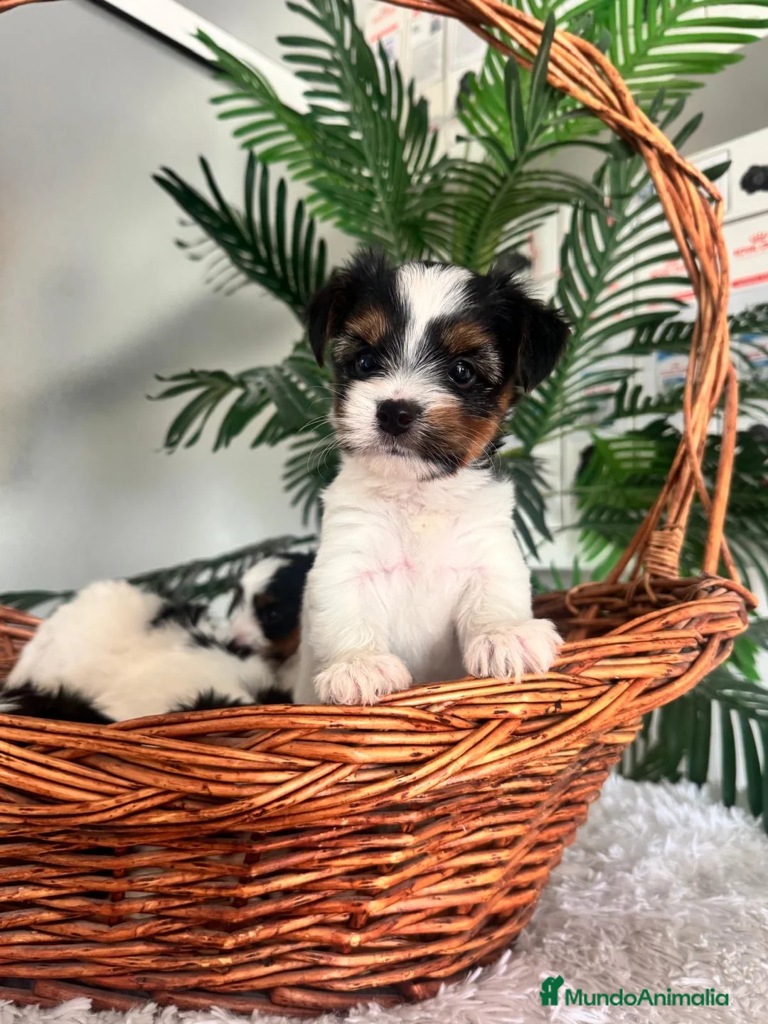 Yorkshire Terrier perros en venta: YORKSHIRE BIEWER - Anuncio 2
