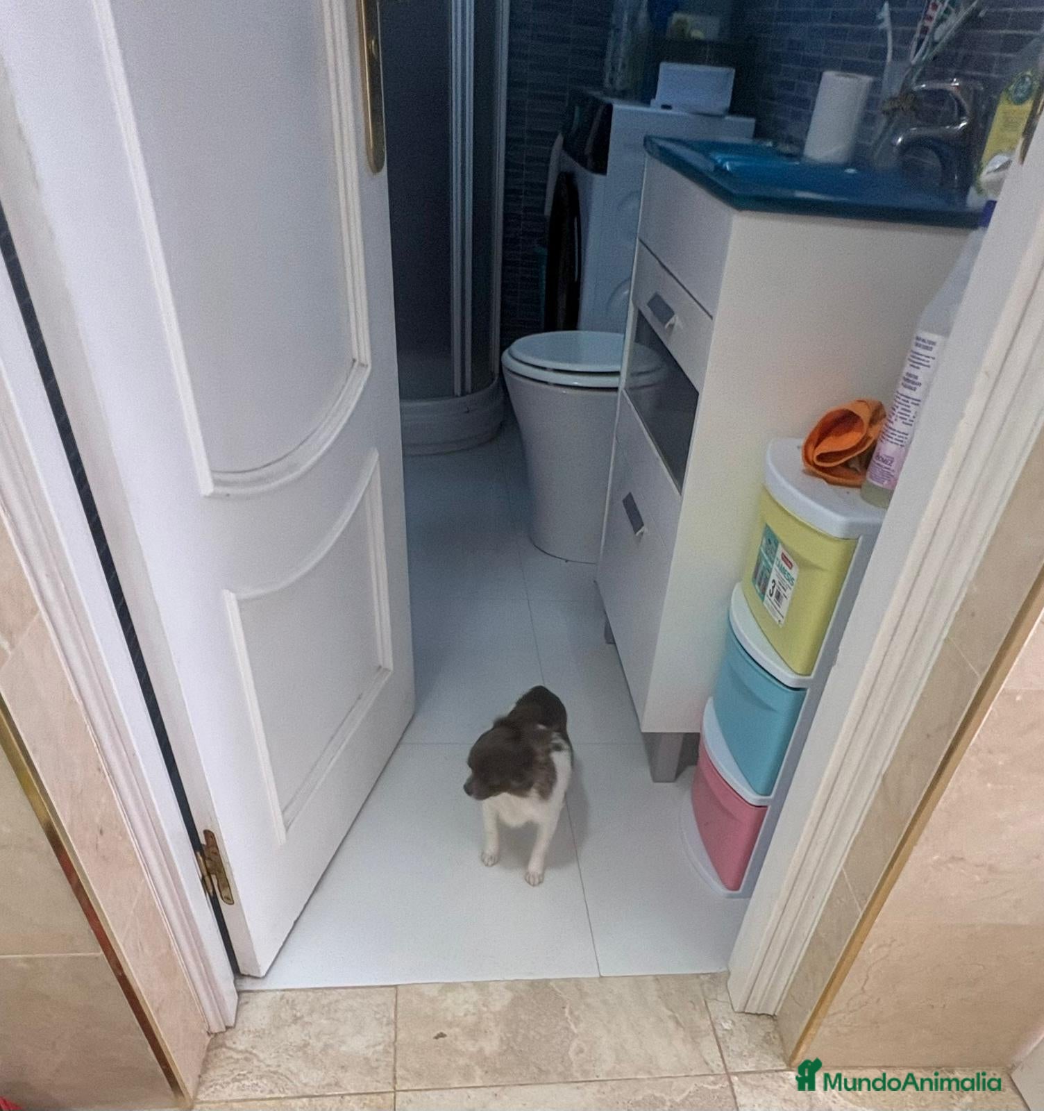 Chihuahua perros Chihuahua semi pelo blue blanco  - Anuncio 6