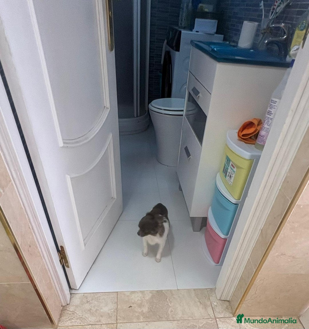 Chihuahua perros en venta: Chihuahua semi pelo blue blanco  - Anuncio 1