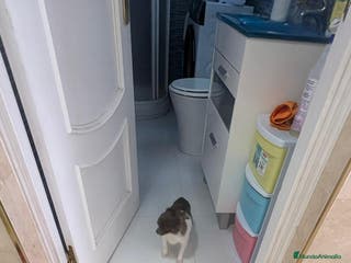 Chihuahua perros Chihuahua semi pelo blue blanco - Anuncio 6