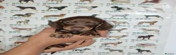 Teckel Miniatura perros en venta: Teckel miniatura - Anuncio 1