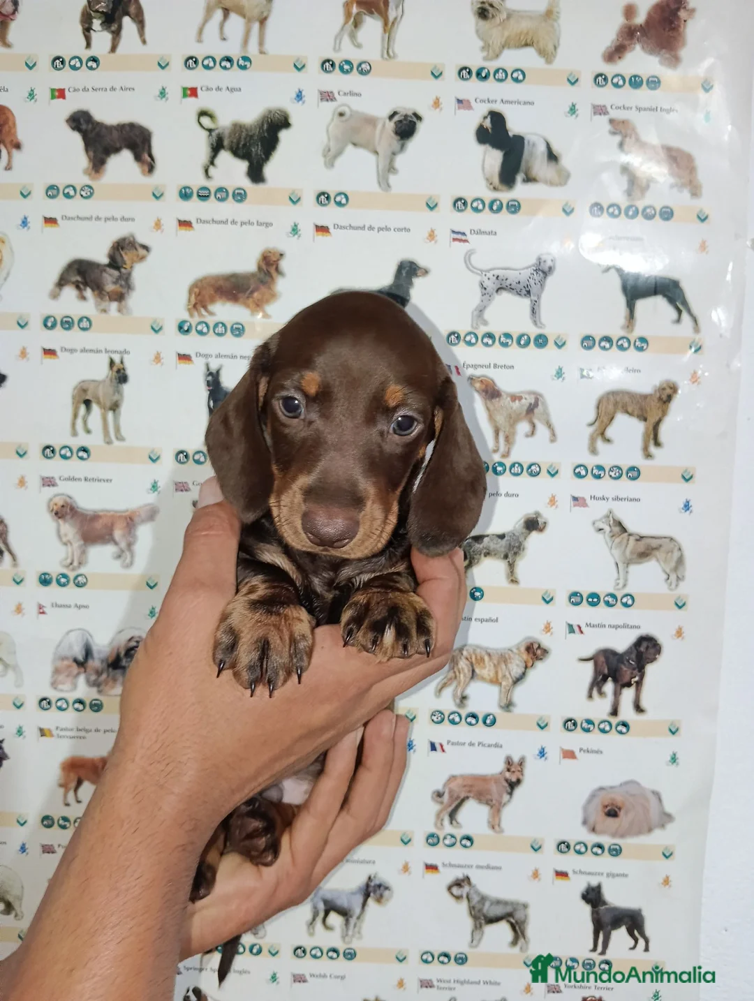 Teckel Miniatura perros en venta: Teckel miniatura - Anuncio 1