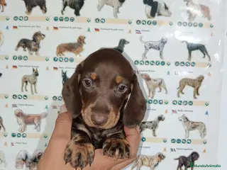 Teckel Miniatura perros Teckel miniatura - Anuncio 1