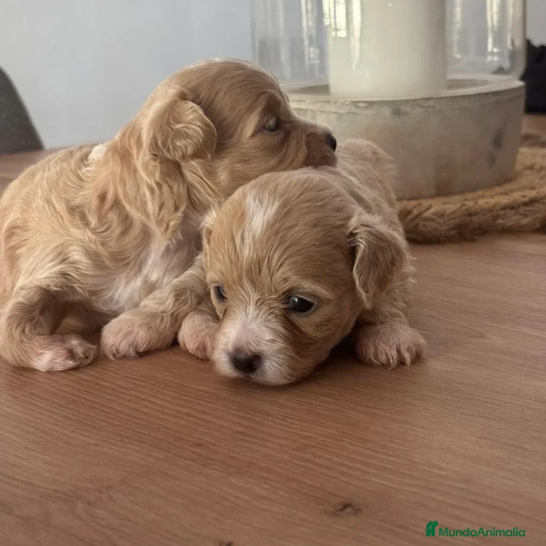 Maltipoo perros en venta: Maltipoo  - Anuncio 6
