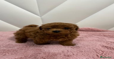 Caniche Toy perros - Anuncio 13