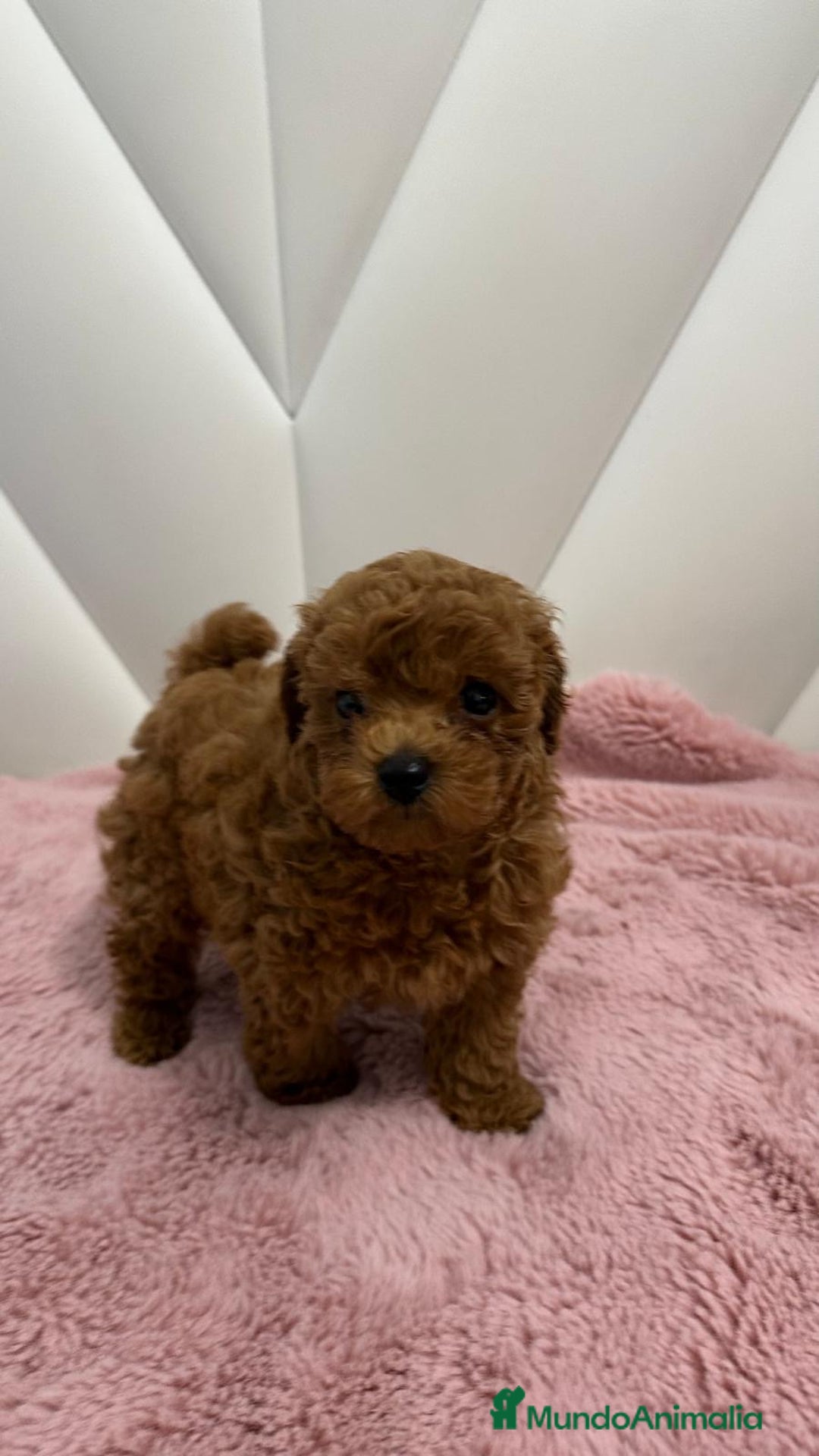 Caniche Toy perros en venta: Caniche Toy Rojo - Imagen 3