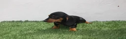 Teckel Miniatura perros en venta: Teckel Miniatura  - Anuncio 22