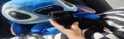 Chihuahua perros en venta: Parejita Chihuahua disponible - Anuncio 5
