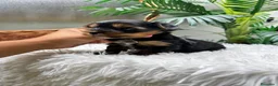 Yorkshire Terrier perros en venta: YORKSHIRE TERRIER MACHO - Anuncio 13