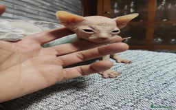 Sphynx gatos en venta: gatos sphynx - Anuncio 4