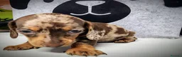 Teckel perros en venta: Teckel kanichen precio real - Anuncio 6