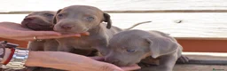 Weimaraner perros en venta: Cachorritos de Weimaraner disponibles! en Castellón - Anuncio 6