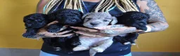 Raza Mixta perros en venta: Foodle  - Anuncio 6