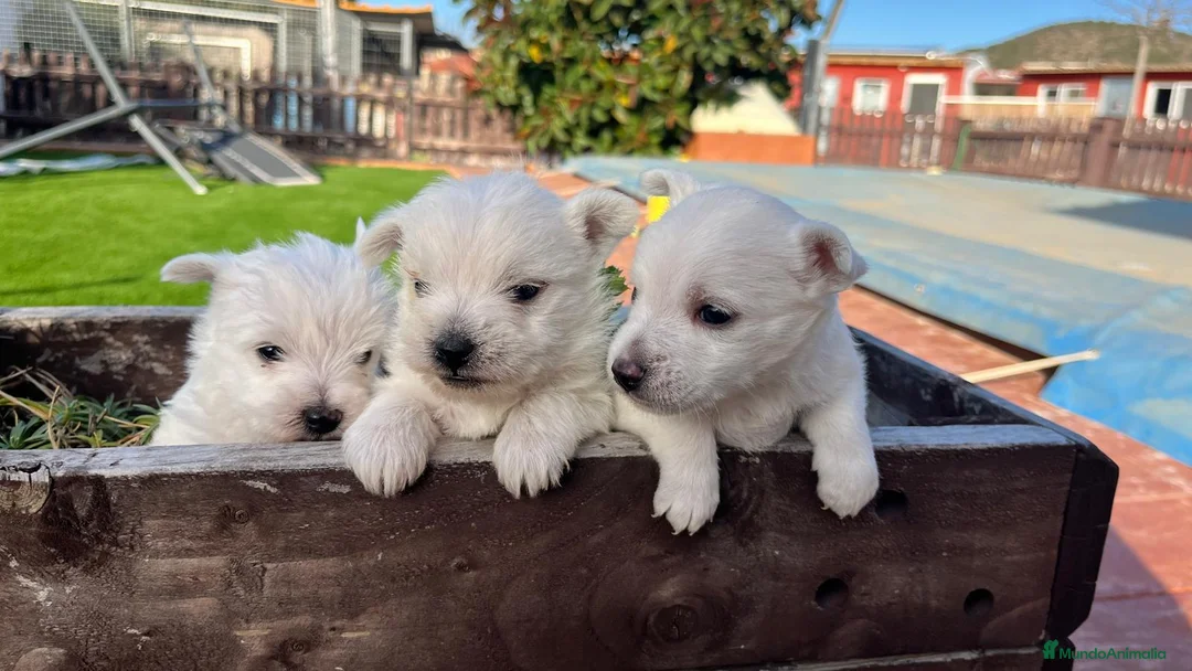 West Highland White Terrier perros en venta: Wuestis de primera. en Valencia - Anuncio 4