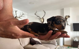 Teckel Miniatura perros en venta: Teckel caniche  - Imagen 1