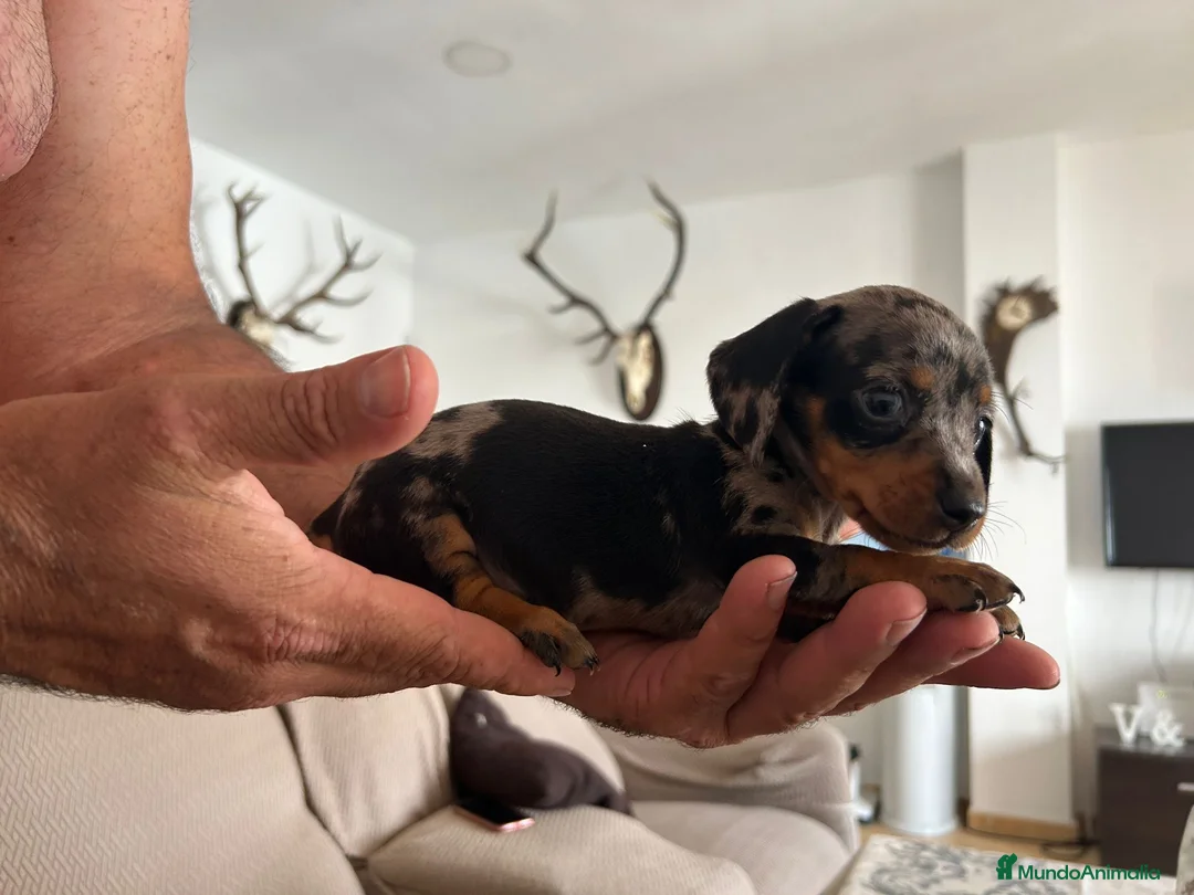 Teckel Miniatura perros en venta: Teckel caniche  - Anuncio 1