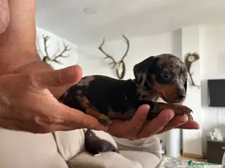 Teckel Miniatura perros Teckel caniche - Anuncio 5