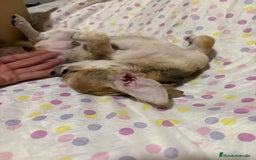 Chihuahua perros en venta: Chihuahua toy merle  - Imagen 4