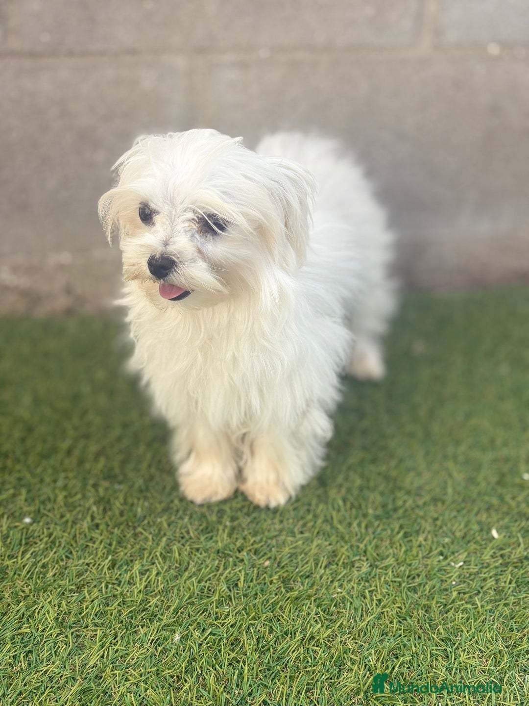 Bichón Maltés perros en venta: Bichon maltés toy - Imagen 6