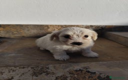 Maltipoo perros en venta: Maltipoo macho  - Imagen 1