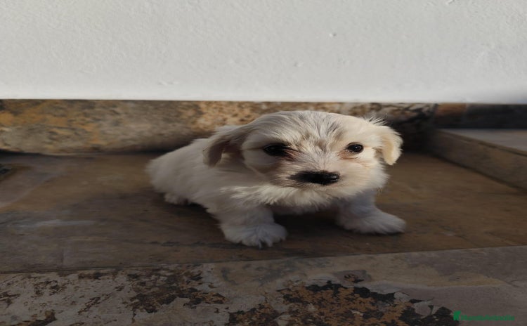 Maltipoo perros - Anuncio 1