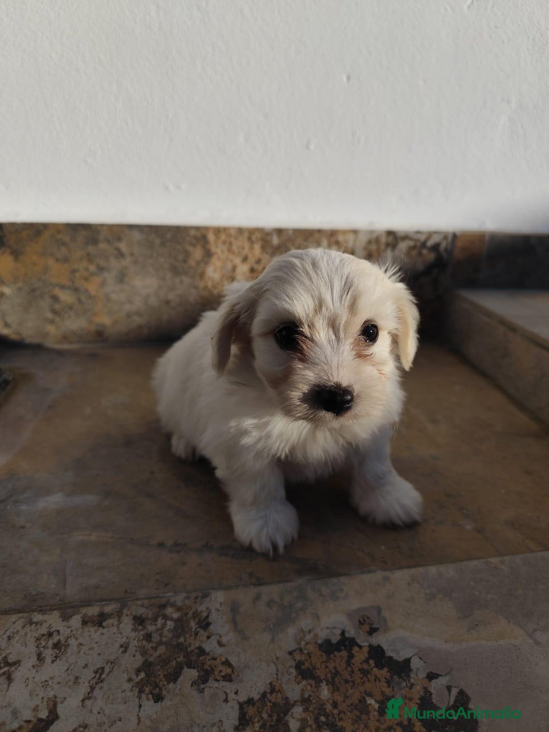 Maltipoo perros en venta: Maltipoo macho  - Imagen 1