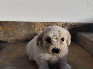 Maltipoo perros - Anuncio 33