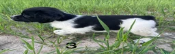 Épagneul Breton perros en venta: Epagneul bretón  - Anuncio 10