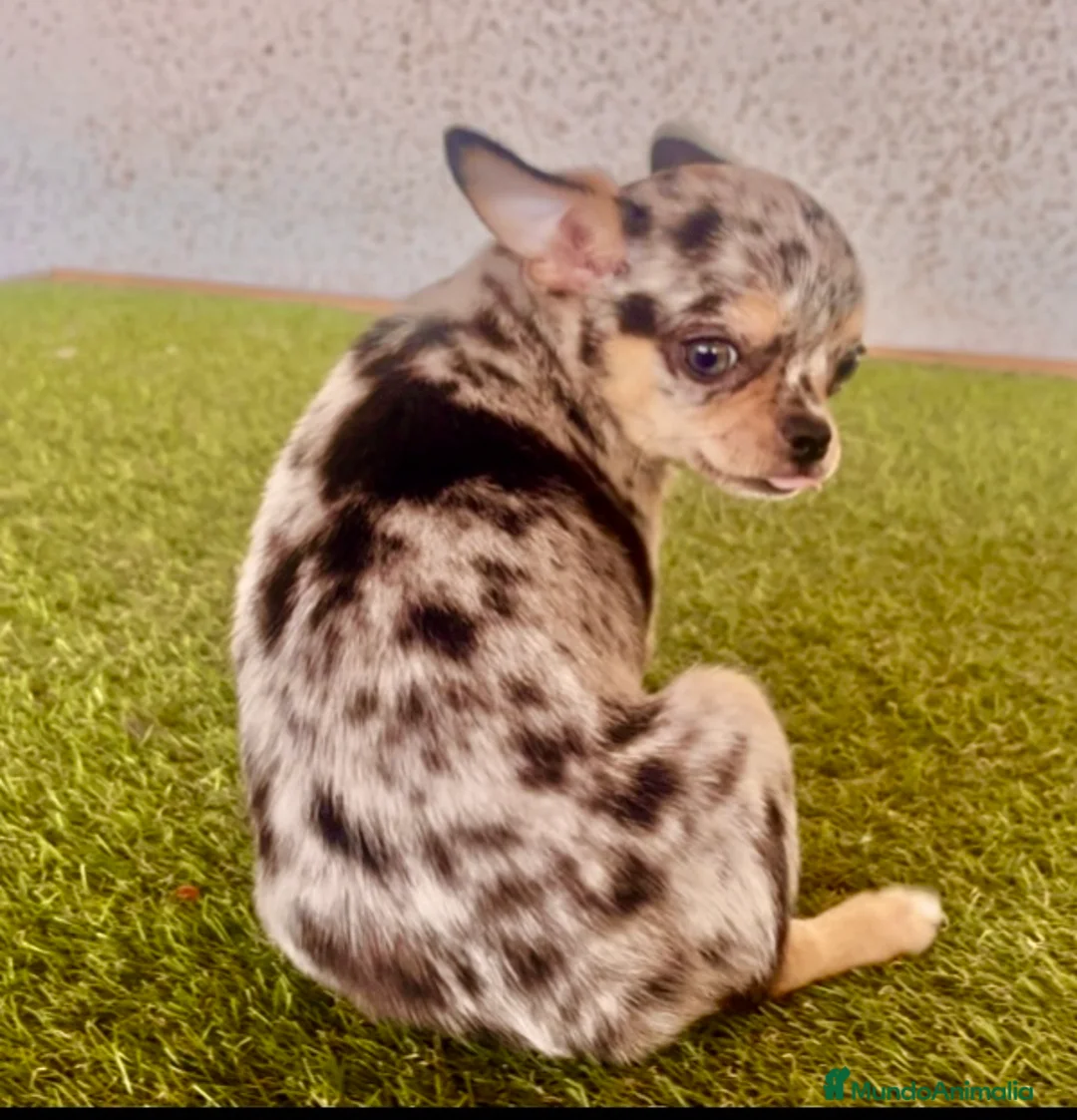 Raza Mixta perros en venta: Cachorros en Caraby Benidorm  - Anuncio 13