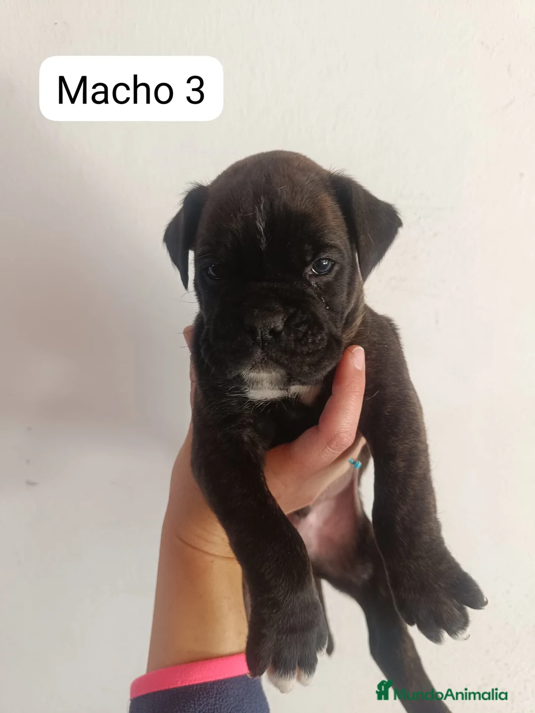 Boxer perros en venta: Camada de boxer PARA ENTREGAR - Anuncio 7