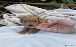 Caniche Toy perros en venta: caniche  - Imagen 4