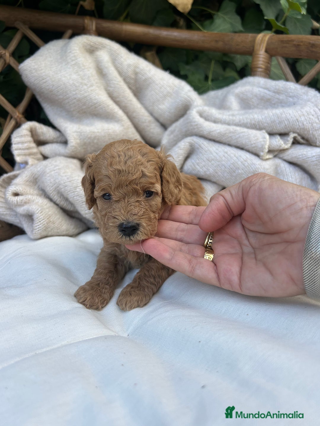 Caniche Toy perros en venta: caniche  - Imagen 4