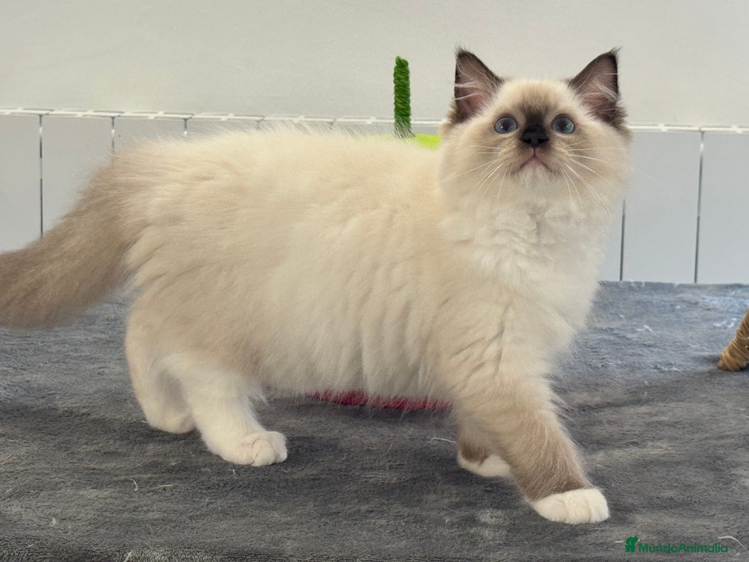 Ragdoll gatos en venta: Camada Ragdoll - Imagen 9