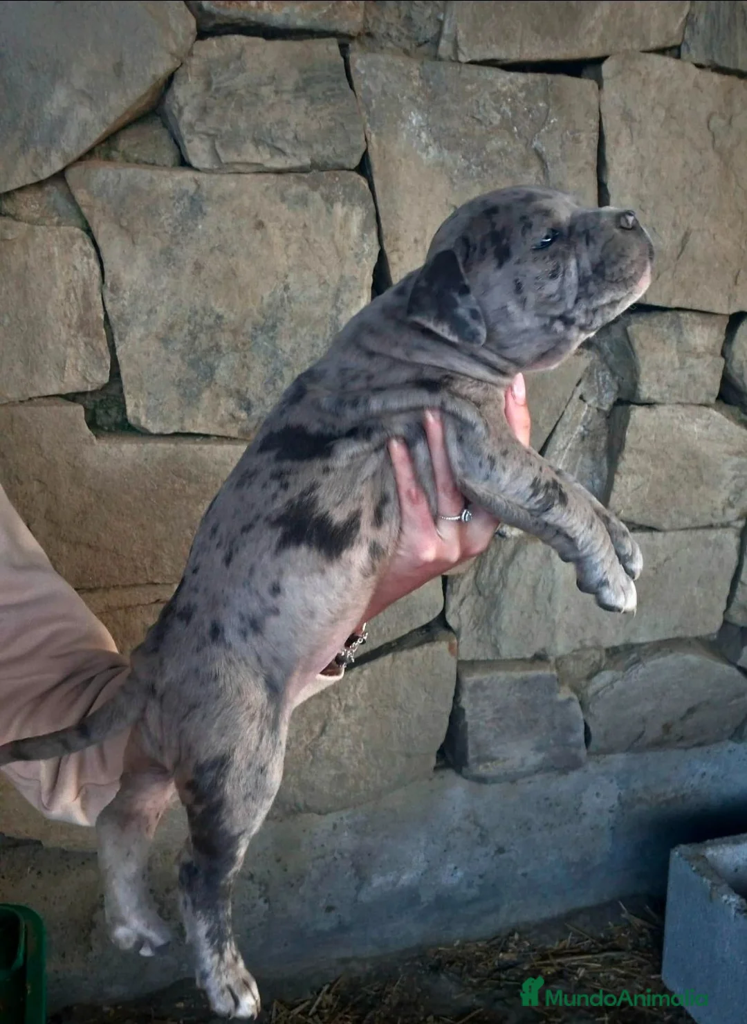 American Pit Bull Terrier perros en venta: American pitbull terrier  - Anuncio 6
