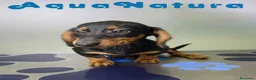 Teckel perros en venta: Teckel Hembra de Kily y Luisiño 8164 AQUANATURA - Anuncio 9