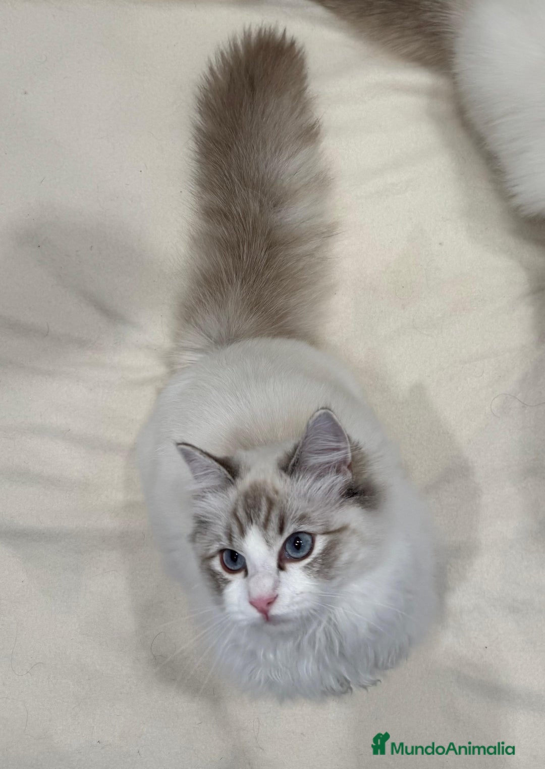 Ragdoll gatos en venta: Gatita Seal Tabby Bicolour - Anuncio 7
